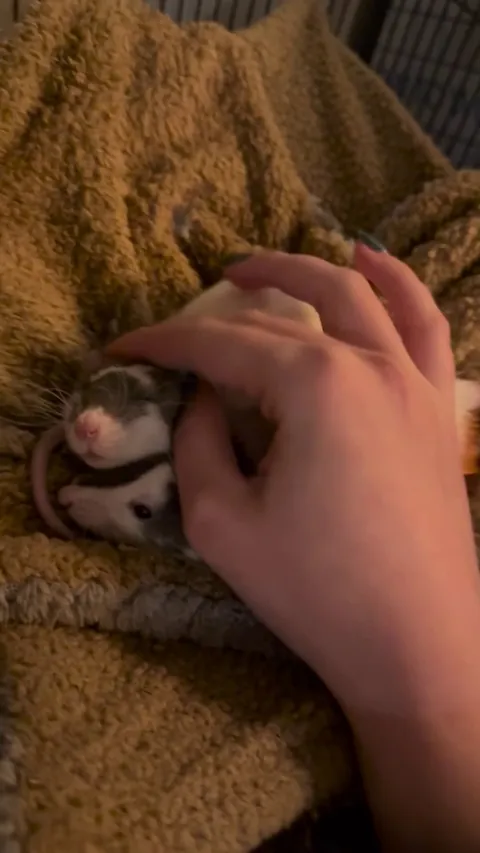 Is he enjoying this or just froze cuz he is terrified of me ?