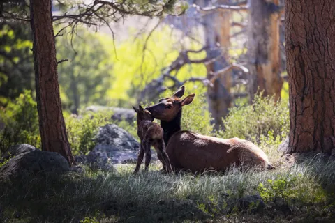 ITAP of an elk and her calf