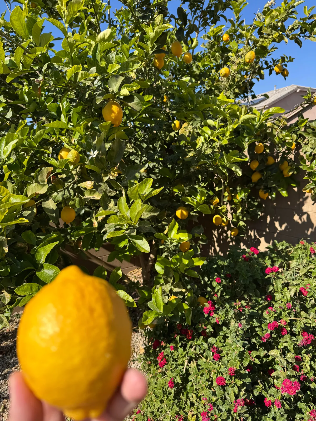 [Homemade] Limoncello