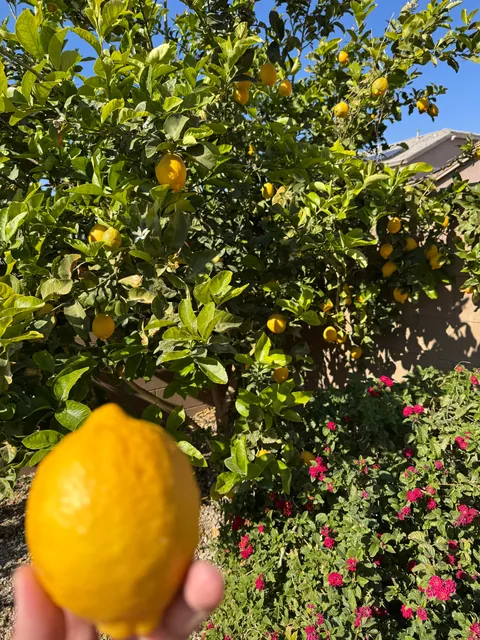 [Homemade] Limoncello