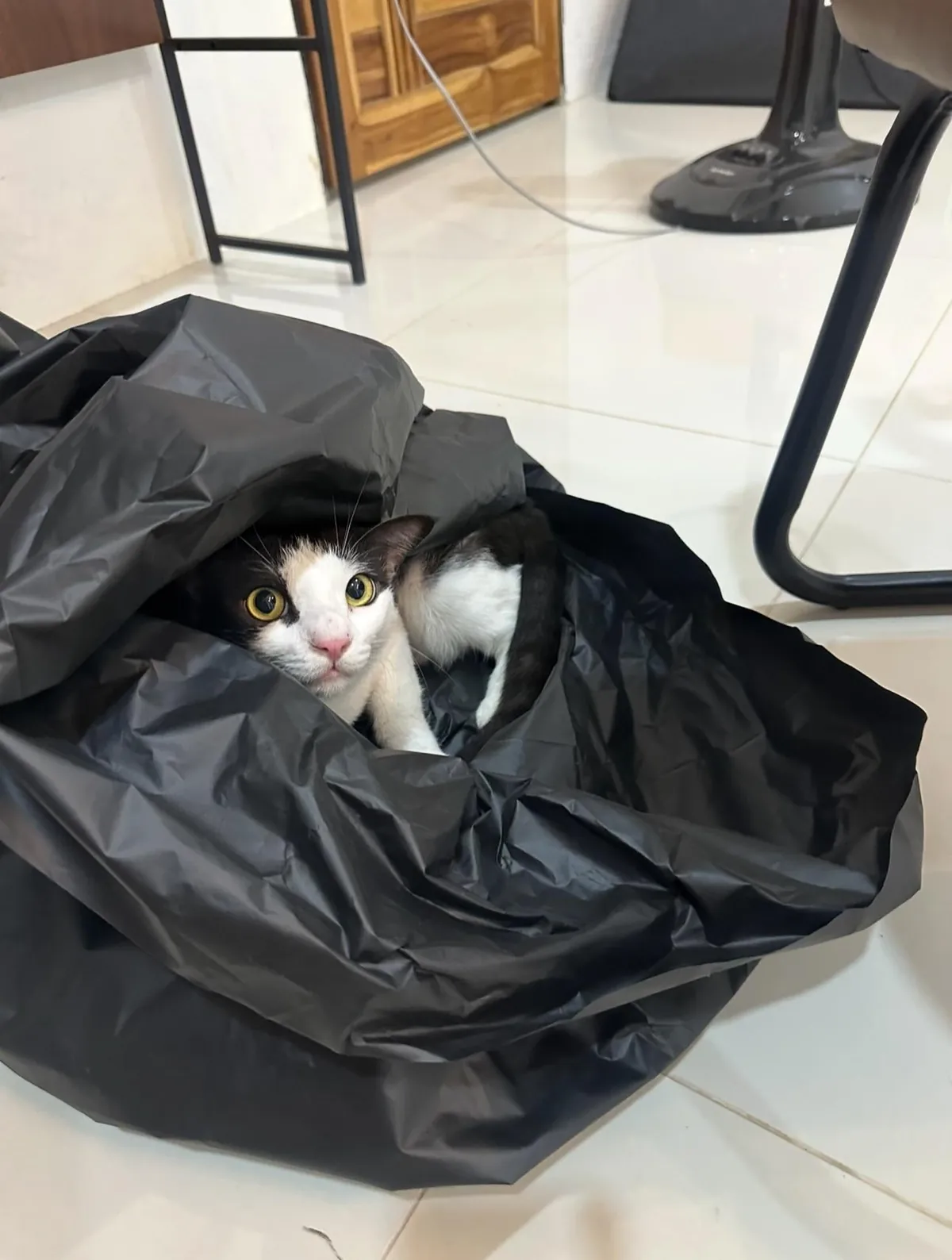 Found him in covered in engine oil 2 years ago, his name is Castrol.