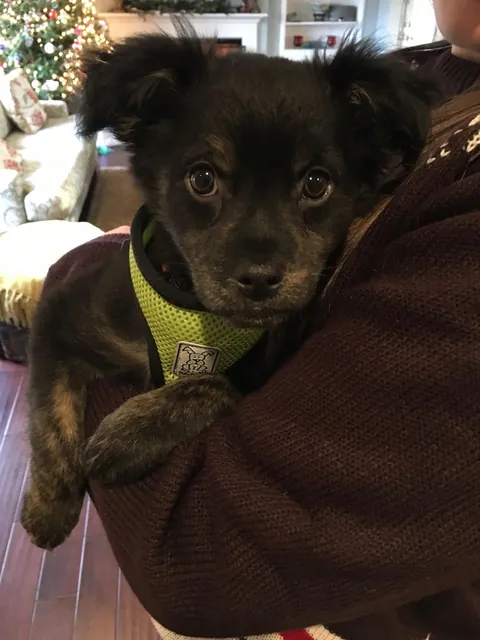 Rescue Pup is 10 y/o Today