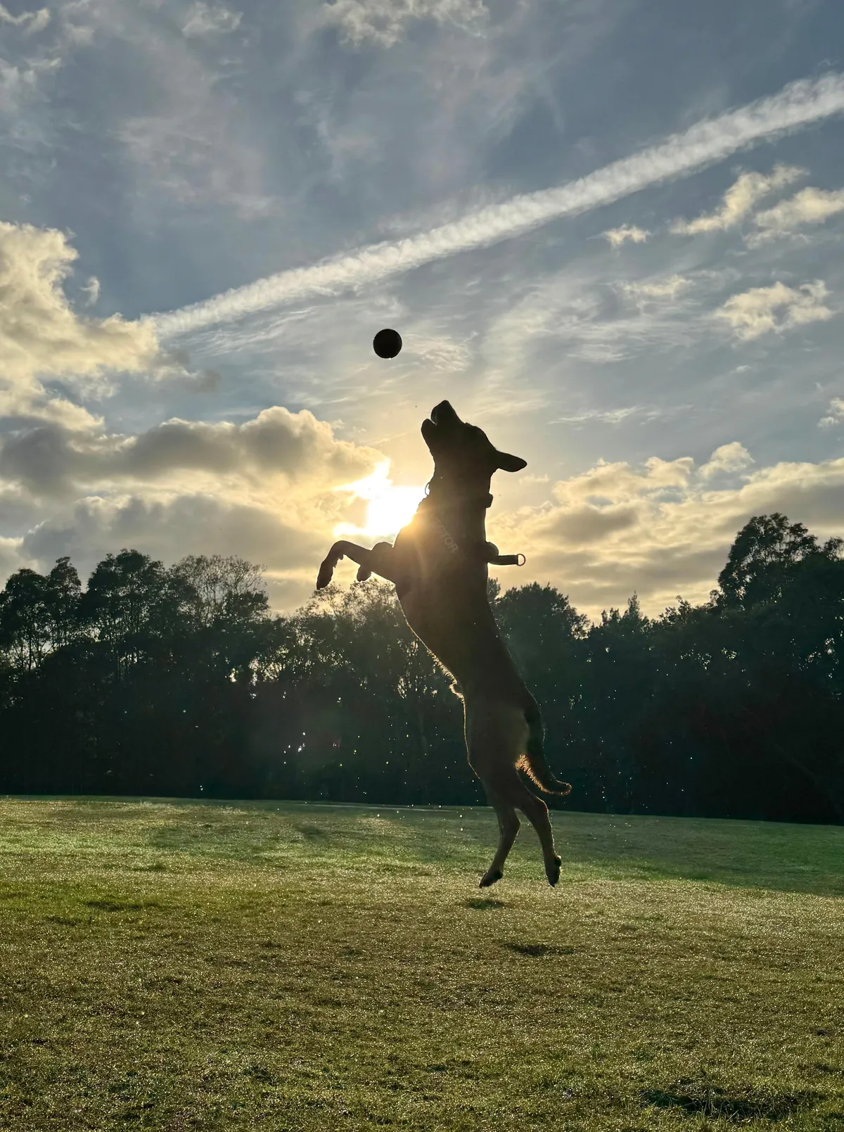 This is my cuddle monster Hector. His chin is on my shoulder as I post this