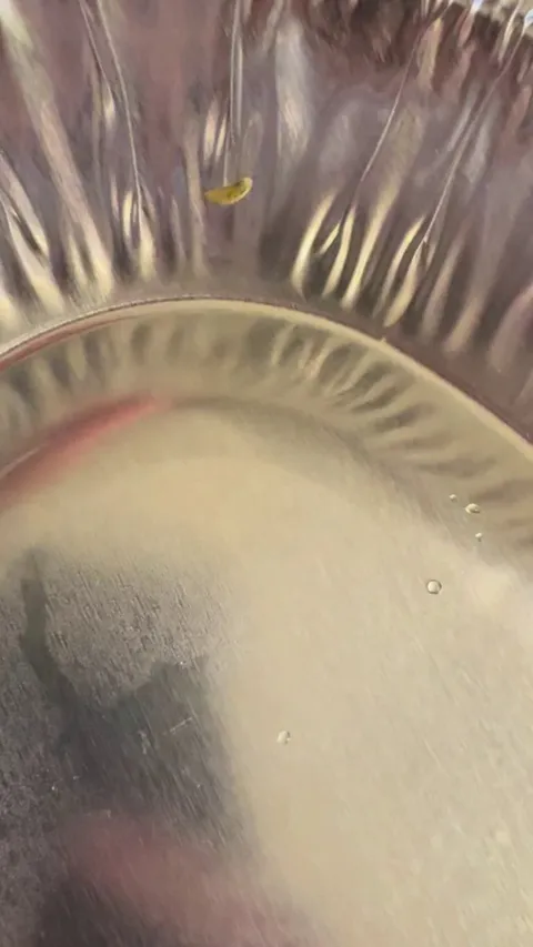 Found a little worm in my Chipotle bowl and now I lost my appetite