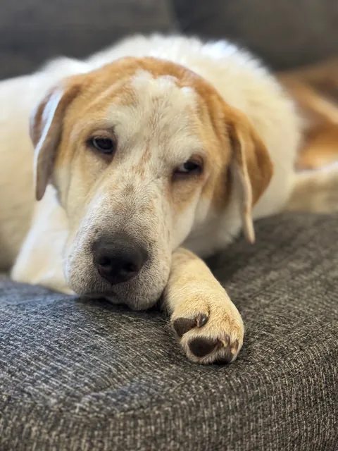 Our new foster, Gibby 🥹