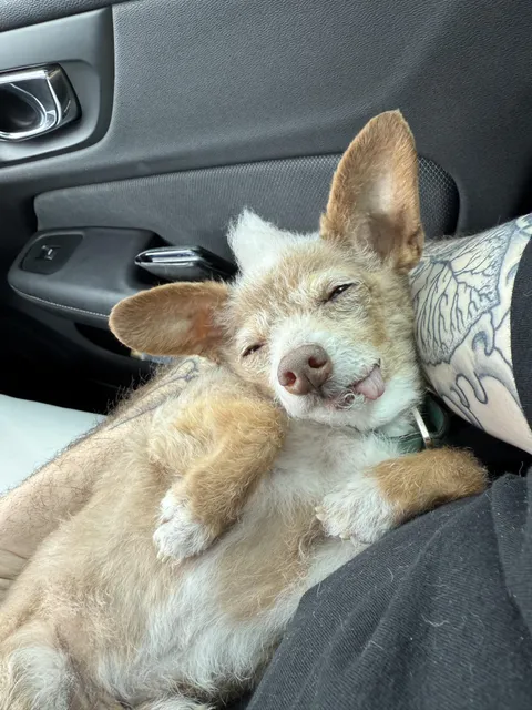 This is how my dog sleeps on road trips. He’s 14, no teeth. Plenty of attitude and love to pass around.