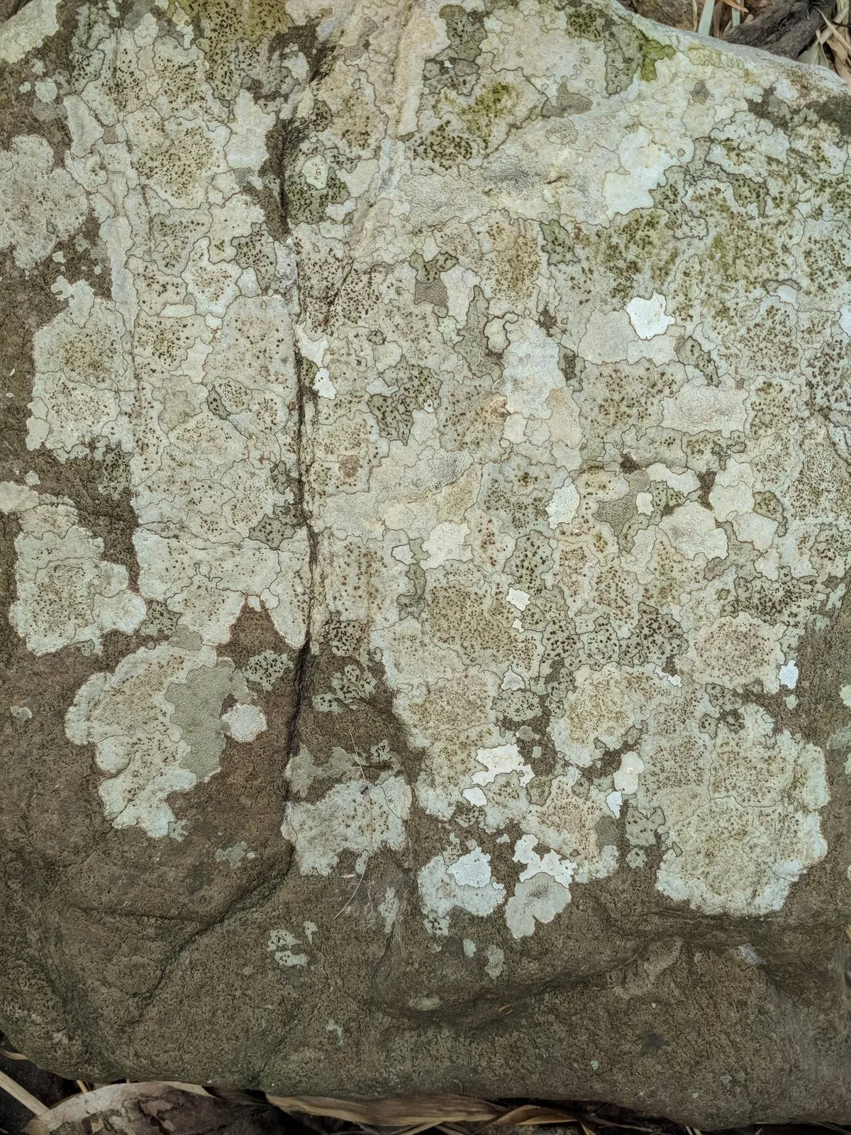 I saw it today on a rock in the river, in Ceará, Brazil. I think it is a lichen colony. Please zoom it :)