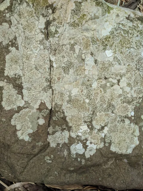 I saw it today on a rock in the river, in Ceará, Brazil. I think it is a lichen colony. Please zoom it :)