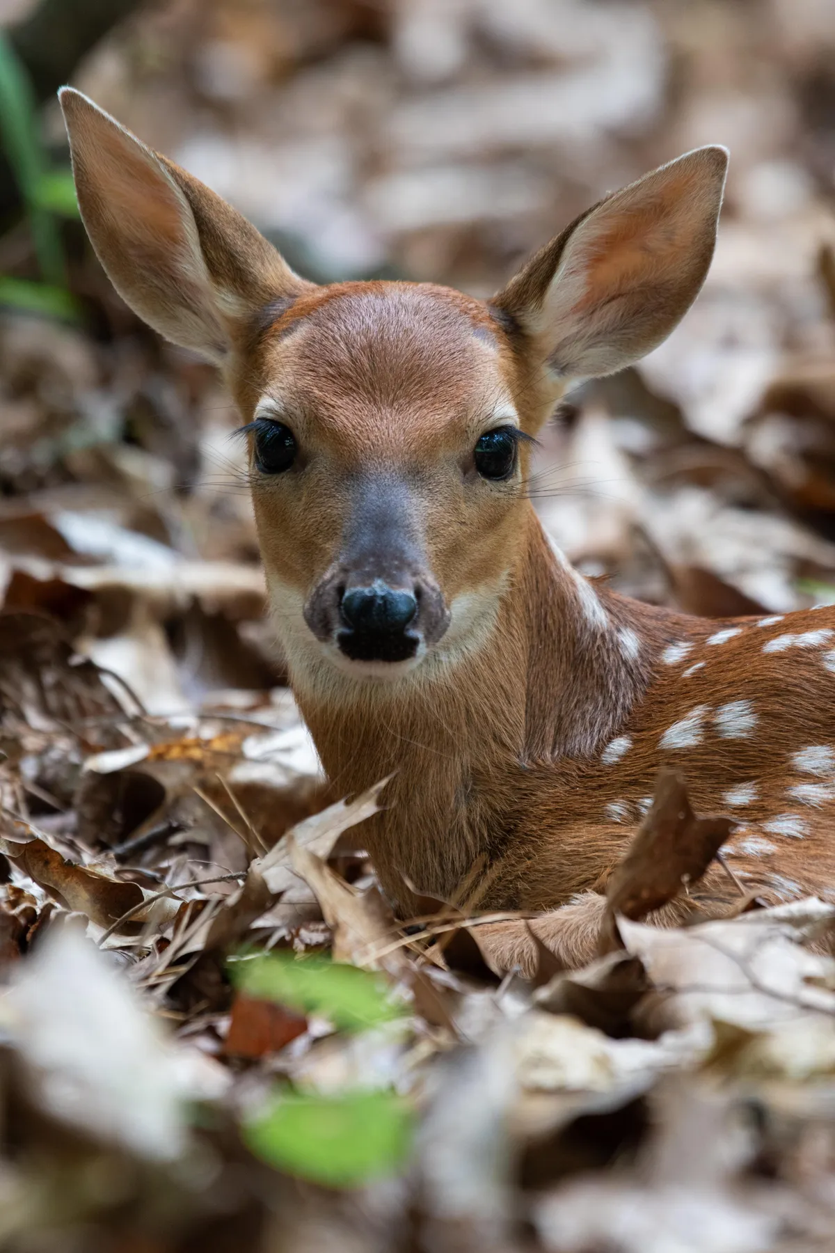 ITAP of a whitetail fawn