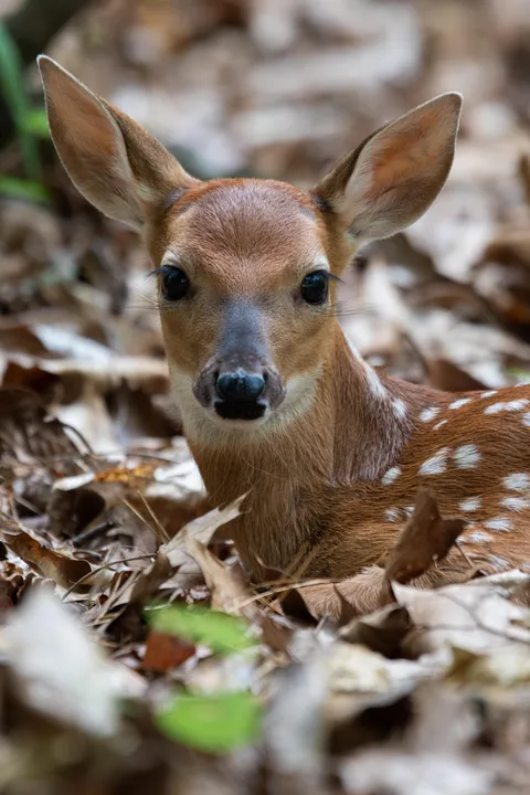 ITAP of a whitetail fawn