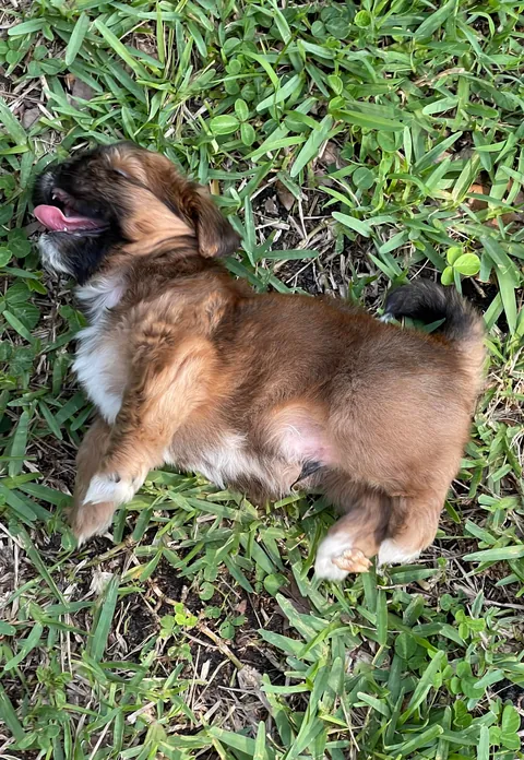 I didn’t want a dog, yet here we are. Can’t imagine life without him now 😌