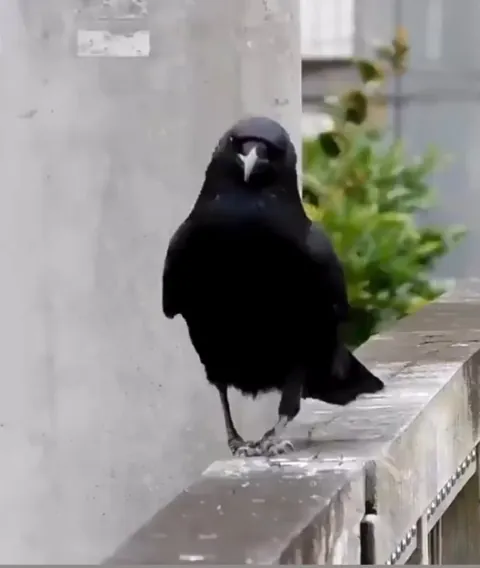 Sassy crow perfects her walk for the runway