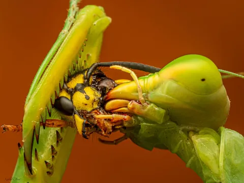 Praying mantis eating a wasp's head