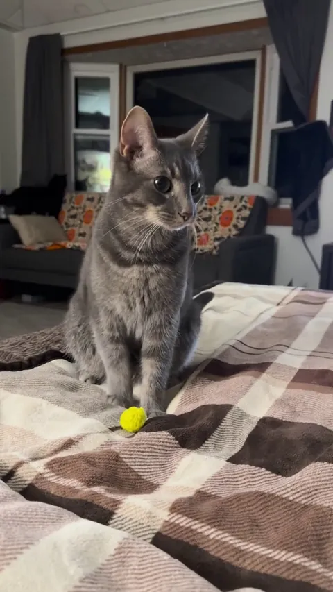 My cat playing fetch to make at least one other person smile