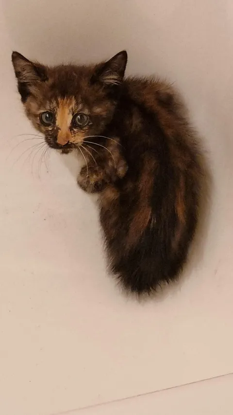 Just heard this baby crying outside and picked her up, how old is she?