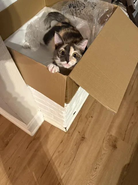 When you buy an expensive cat bed...