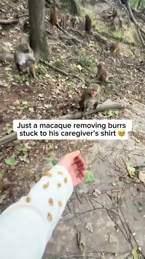 Monkey getting paid in peanuts for a job exceptionally well done