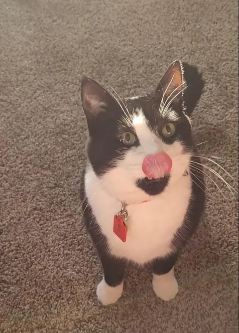 Show me your cat and I'll guess their name!