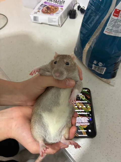 How can I put one rat on a diet? She is literally so lazy.