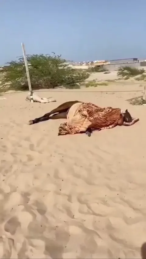 A horse sleeps like this only when it feels completely safe, the ultimate proof of trust in a human.