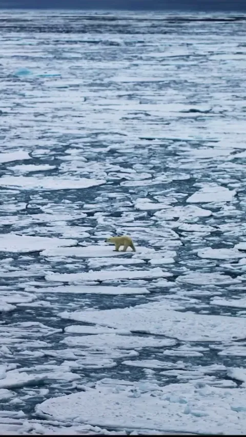 Polar bear navigating arctic sea ice