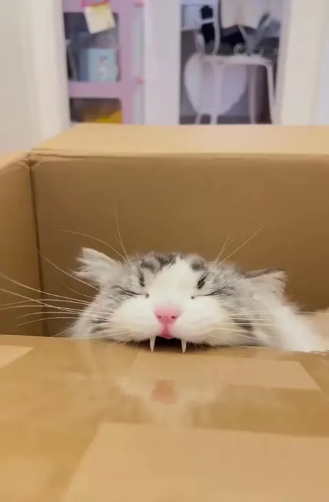 Me if I lived in a gingerbread house