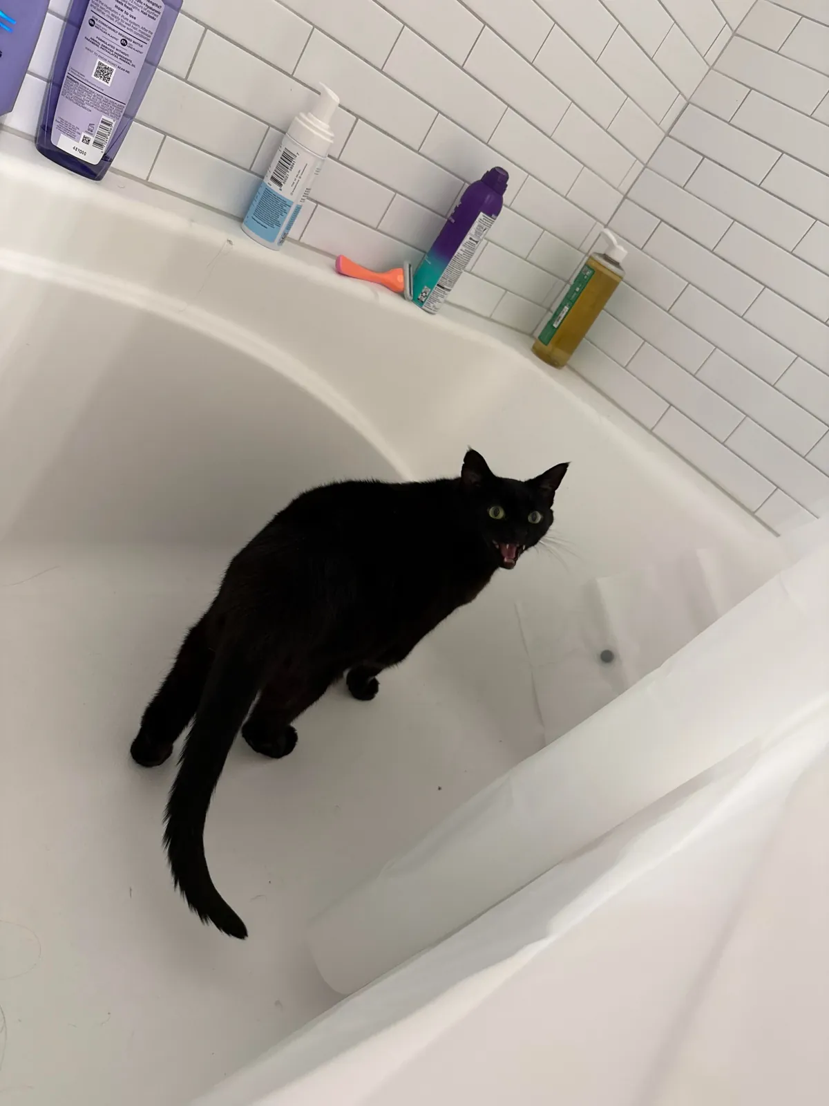 Startled my poor baby