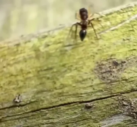 🔥Myrmarachne is a genus of jumping spider that evolved to resemble ants - colors can vary from black to yellow, depending on the ant species it is mimicking, and can change over the course of its life