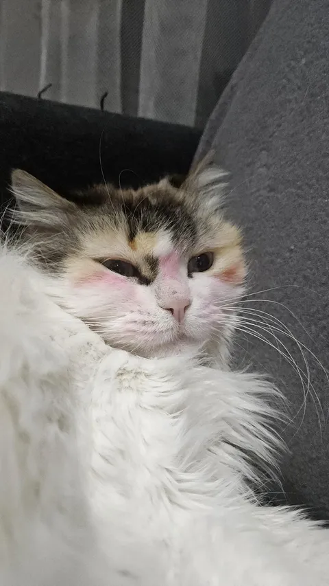 Kissed my cat with lipstick on.