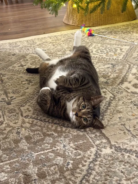 Today is Artemis’ 11th birthday!!