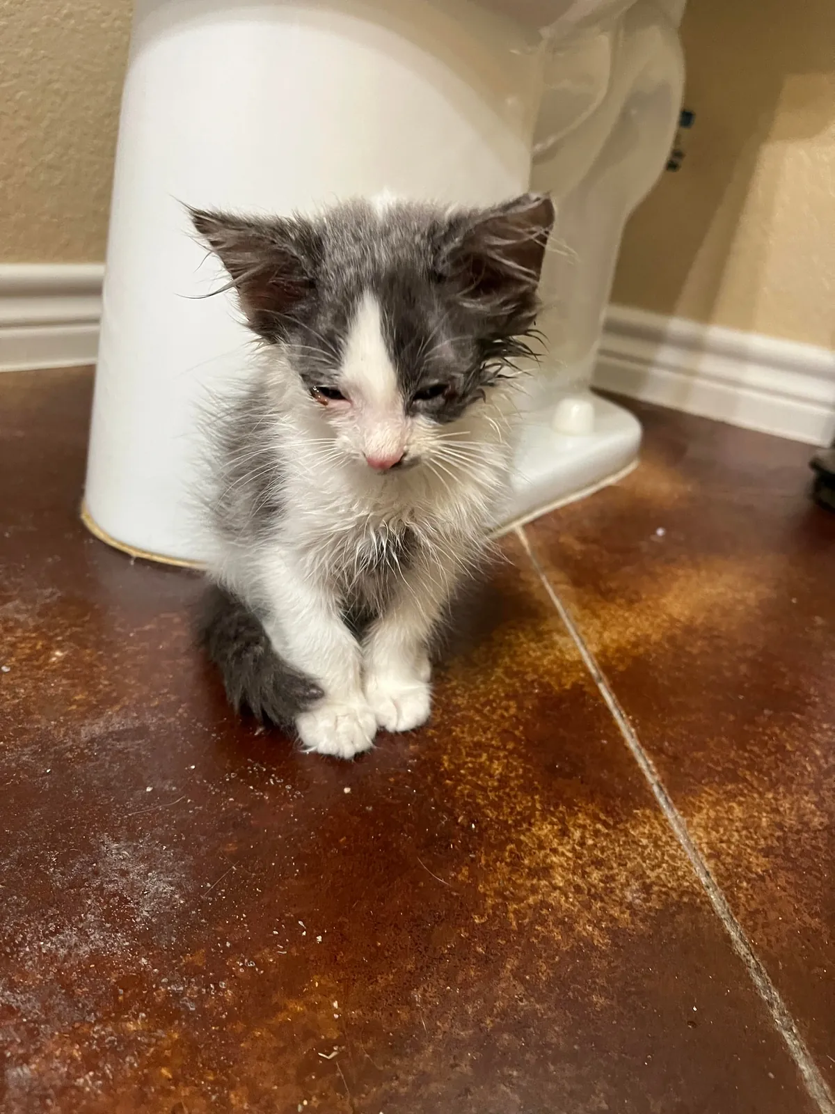 Our recent foster fail is thriving! Everybody meet Gus