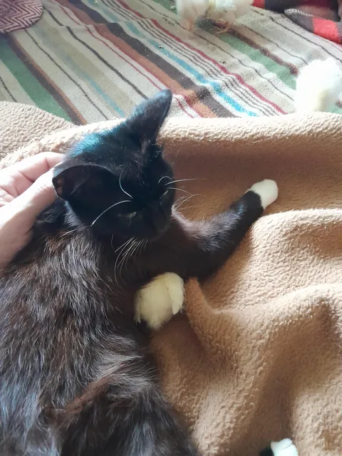 My kitty steals chick's from my neighbours