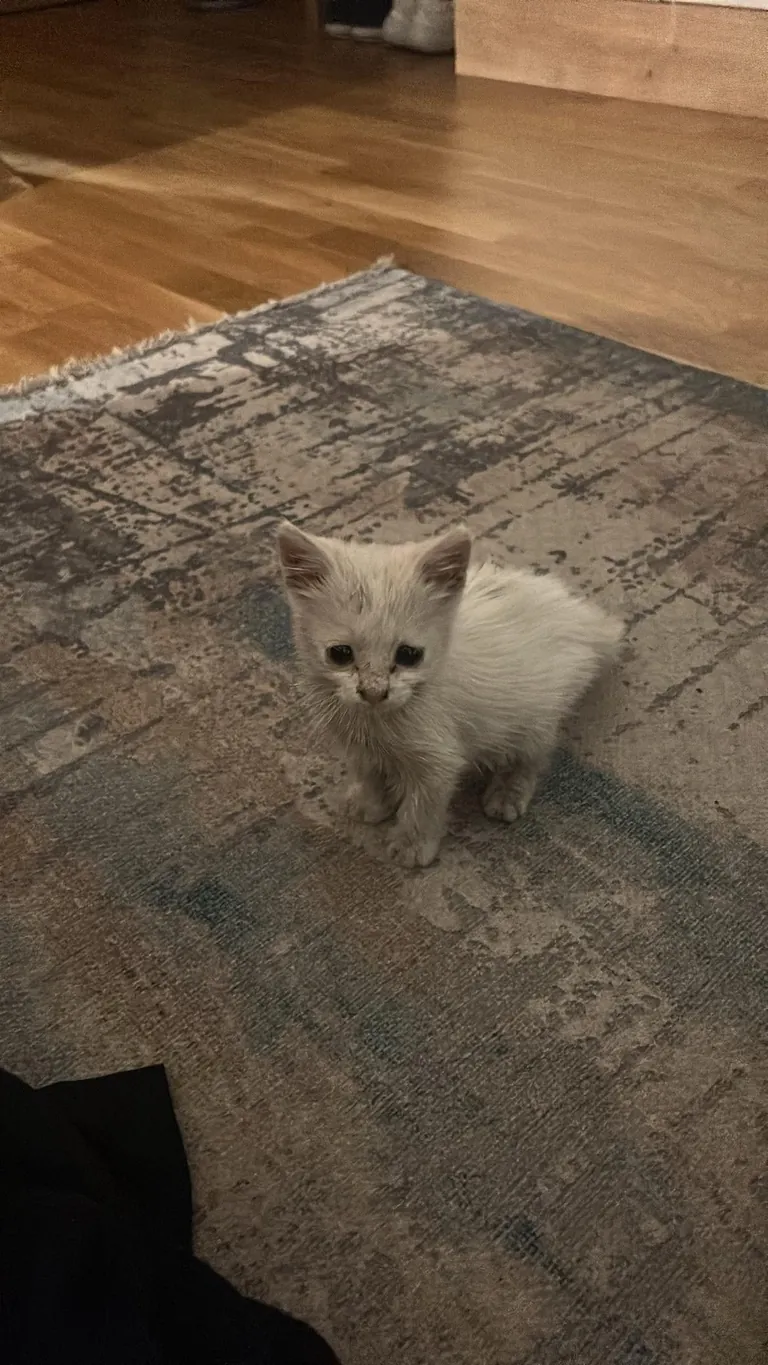 Found my soul cat on vacation with no way to take him home