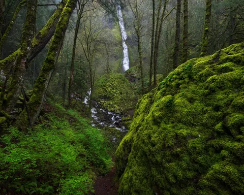Spring in the PNW (OC) (2048x1638)