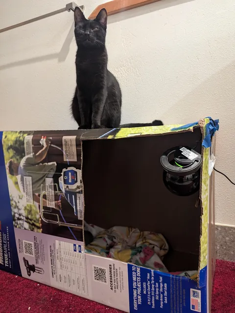 Ever since Banana has given birth whenever she leaves the box her sister, Pumpkin, will stand guard on top.