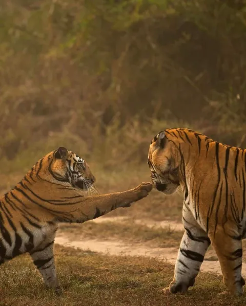 🔥 A male Tiger in Panna National Park interacting with his sub adult cubs. 🔥