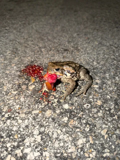Toad died while eating part of a crab?