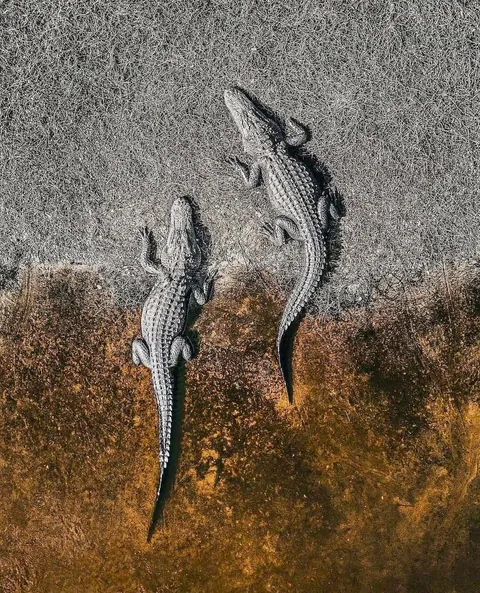 🔥 From Above: Wildlife From a Bird’s Eye View