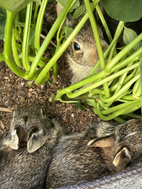Garden cuties but is the food safe?