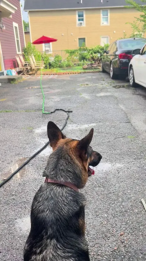We brought a pregnant foster dog (the shepherd) home and our resident dog thinks we did it for her