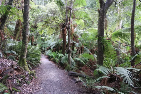 🔥Tasmanian Tree Ferns, Dicksonia antarctica. At Liffey Falls in the Tasmanian Central Highlands.