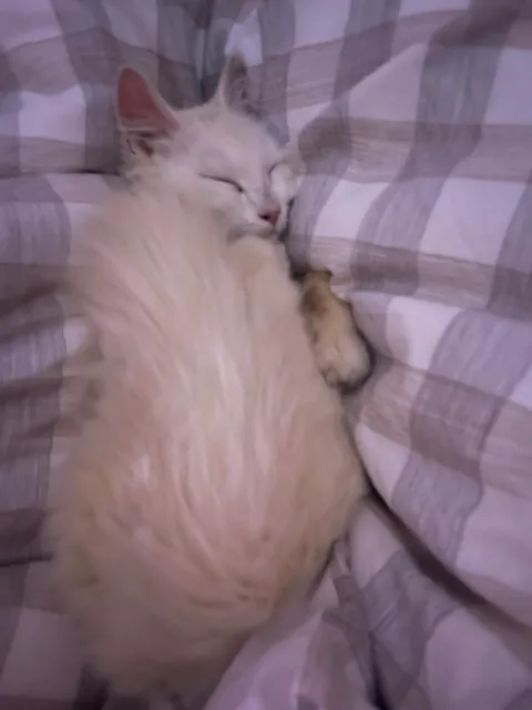 When he’s not tucked in bed, he uses his own tail as a blanket.