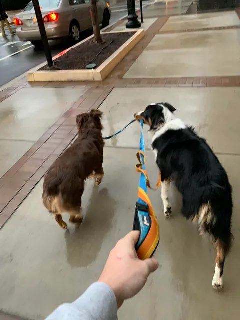 My puppy walks well enough but still has “puppy ADHD” wanting to chase birds or unfortunately attempt to “find” mom in cars that look similar. My older boyo has now taken it upon himself to keep him on the straight and narrow.