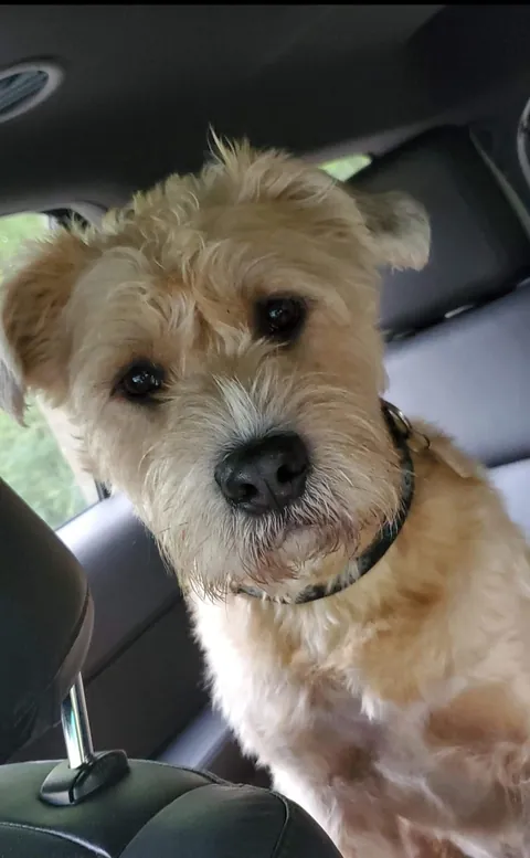 My boxerdoodle - half boxer half standard poodle