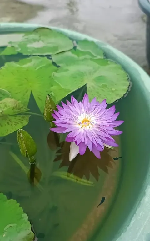 Some rare varieties of water lilly in my garden
