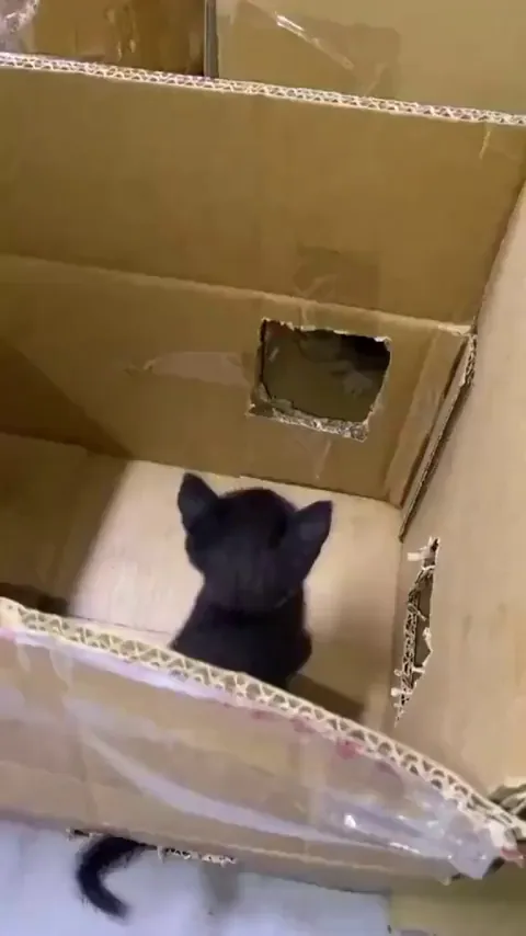 Apprentice maze runner reporting for their first day on the job, "Training" is hard but the benefits include unlimited Naps!