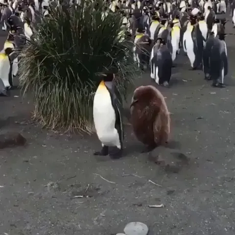 Emperor penguin having a tour with it's juvenile emperor.