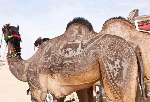In the Thar Desert of India, nomads take immense pride in their camels, showcasing them by carving intricate patterns into their fur.