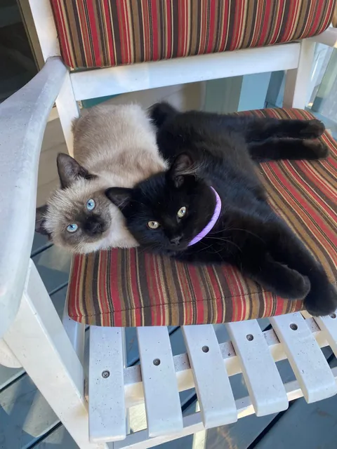 [OC] UPDATE: Found these two under my porch