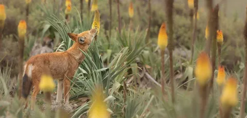 🔥 Ethiopian wolves reported to feed on nectar for the first time